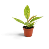 Young Philodendron ‘Ring of Fire’ with jagged green leaves marked cream and yellow in a nursery pot.