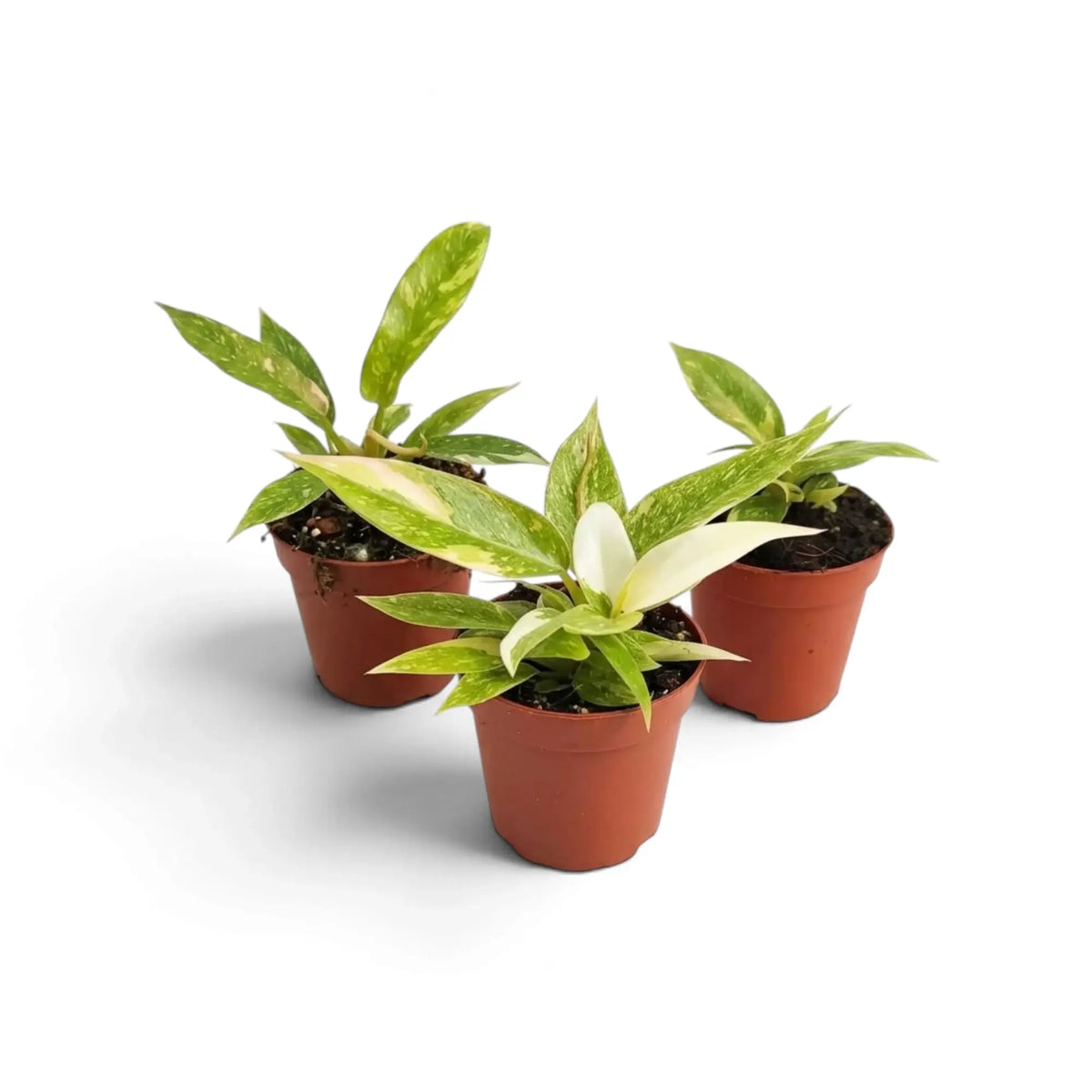 Young Philodendron ‘Ring of Fire’ with jagged green leaves marked cream and yellow in a nursery pot.