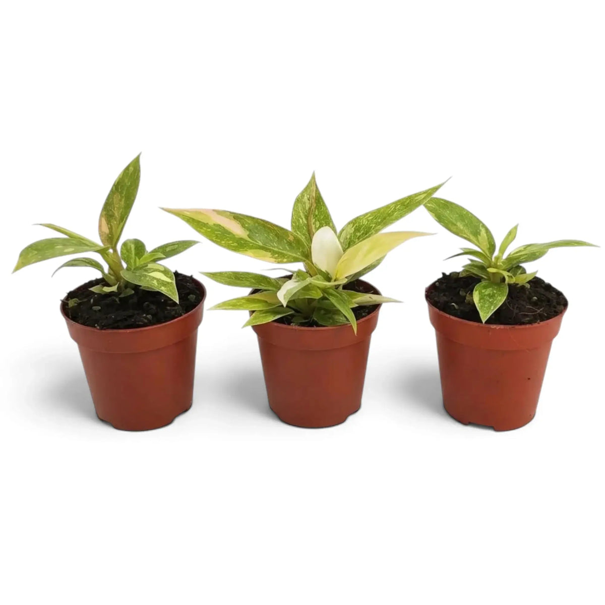 Young Philodendron ‘Ring of Fire’ with jagged green leaves marked cream and yellow in a nursery pot.
