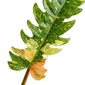 Philodendron ‘Ring of Fire’ foliage close-up with toothed leaves variegated in green, cream, yellow and orange.