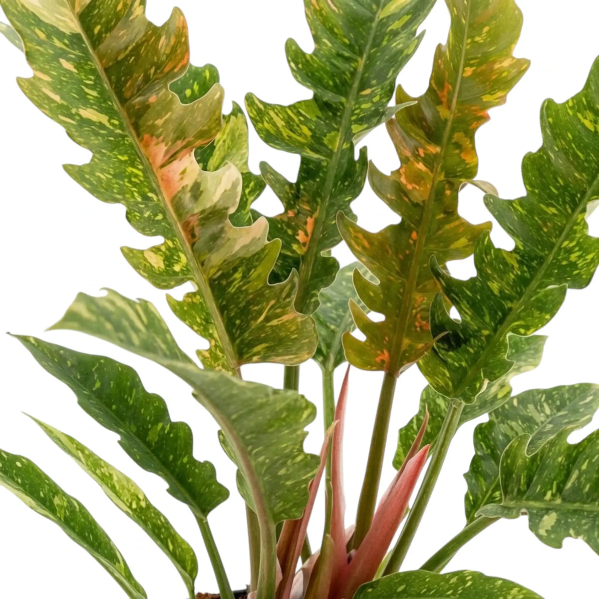 Philodendron ‘Ring of Fire’ foliage close-up with toothed leaves variegated in green, cream, yellow and orange.