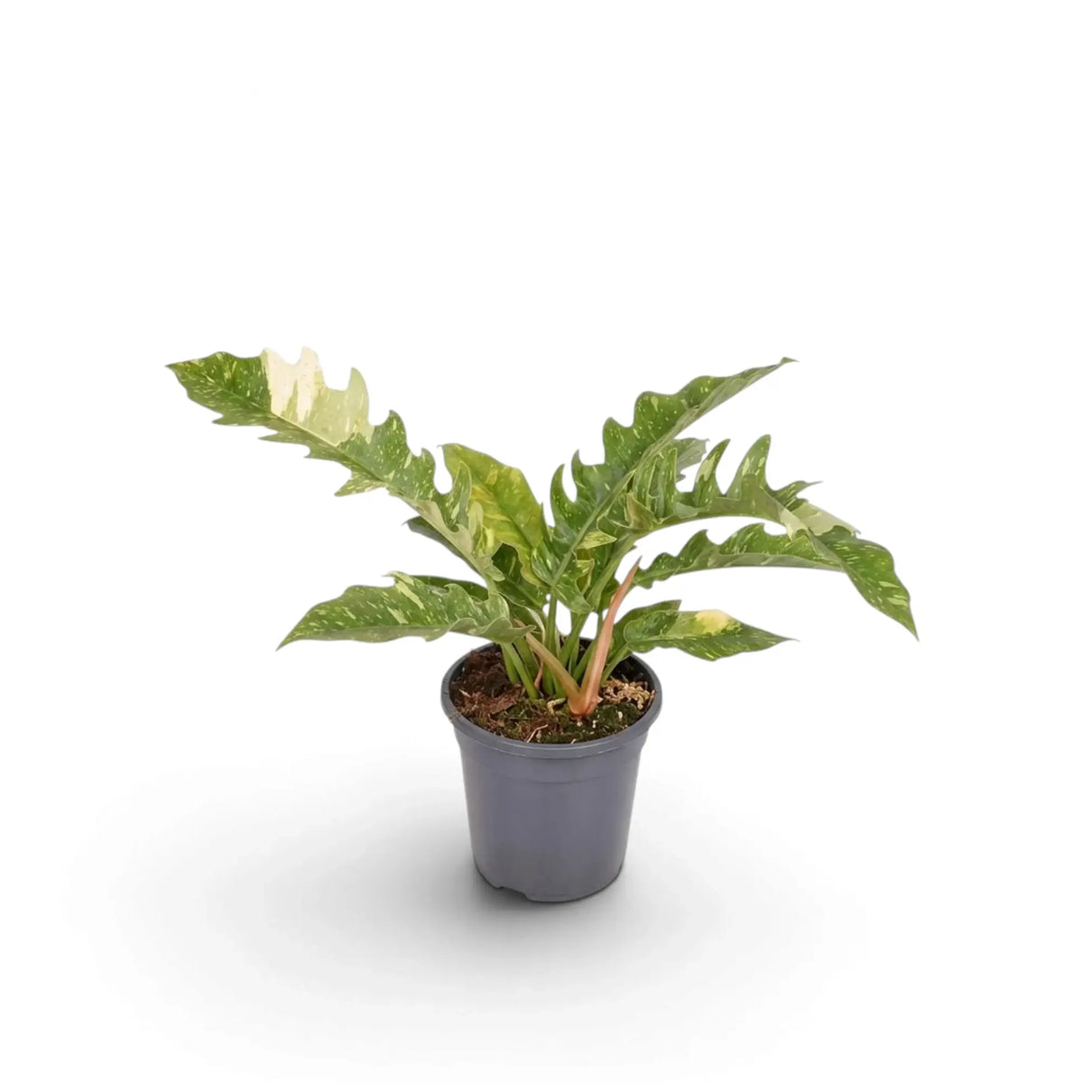 Philodendron ‘Ring of Fire’ with long jagged leaves variegated green, cream and yellow in a nursery pot.