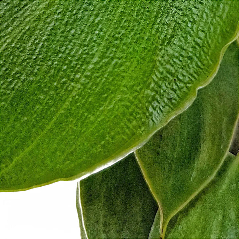 Philodendron rugosum leaf detail on white background.