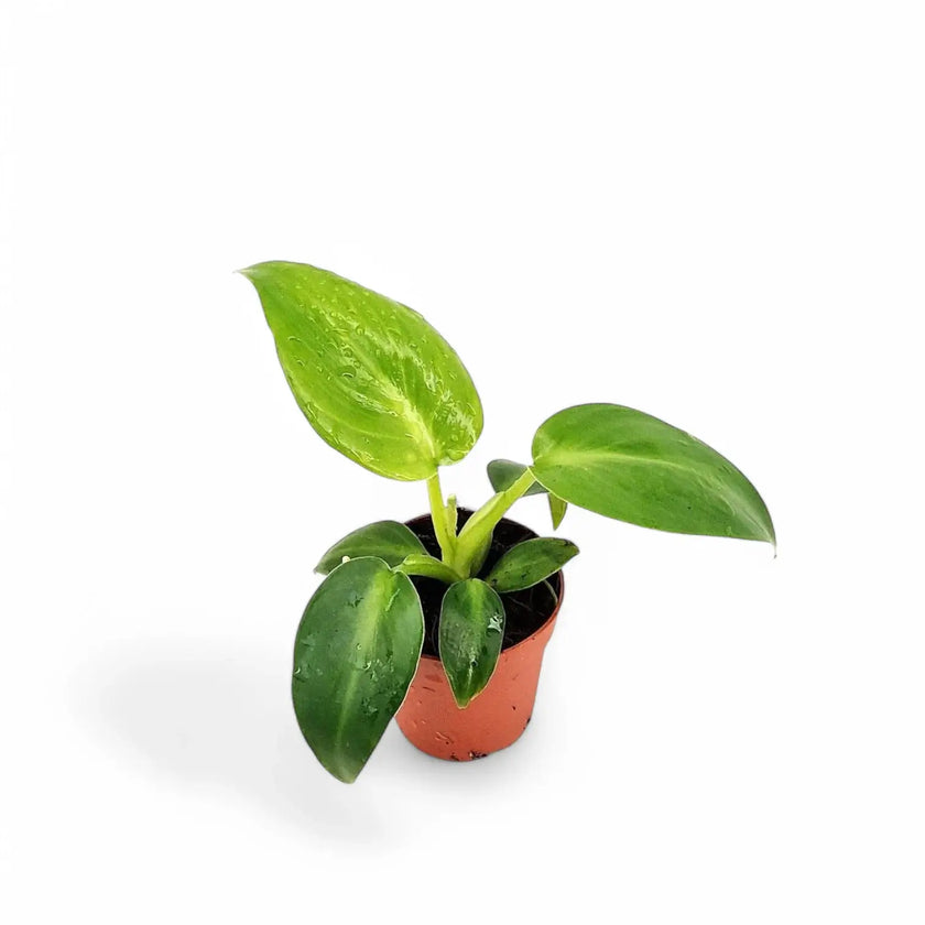 Philodendron rugosum potted plant in nursery pot on white background.