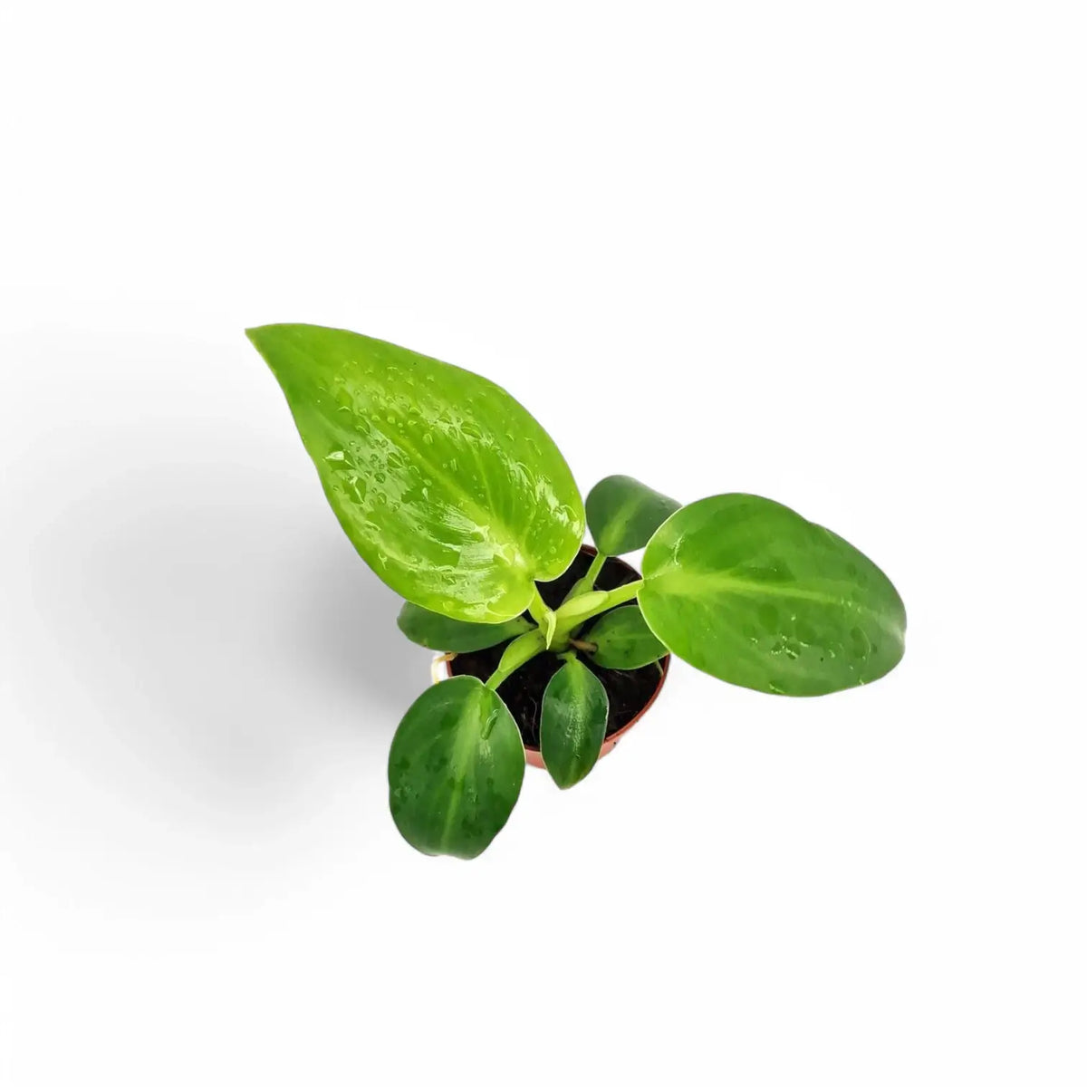 Philodendron rugosum potted plant in nursery pot on white background.