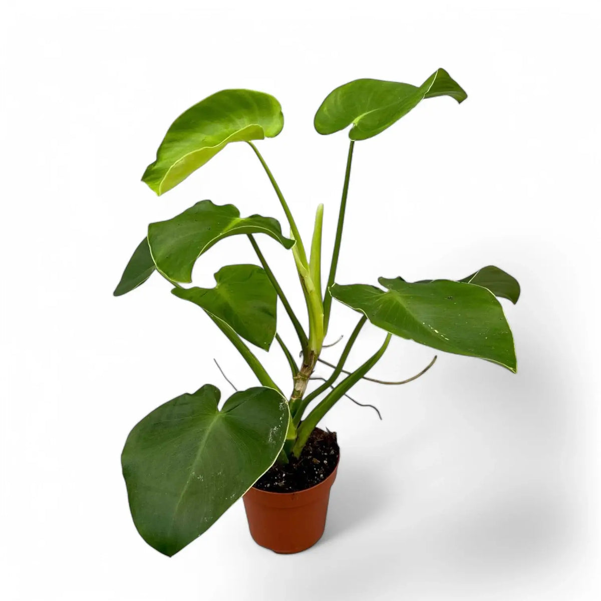 Philodendron rugosum potted plant in nursery pot on white background.