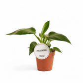 Philodendron rugosum aberrant form – Topfpflanze im Kulturtopf vor weißem Hintergrund, Produktfoto 2.