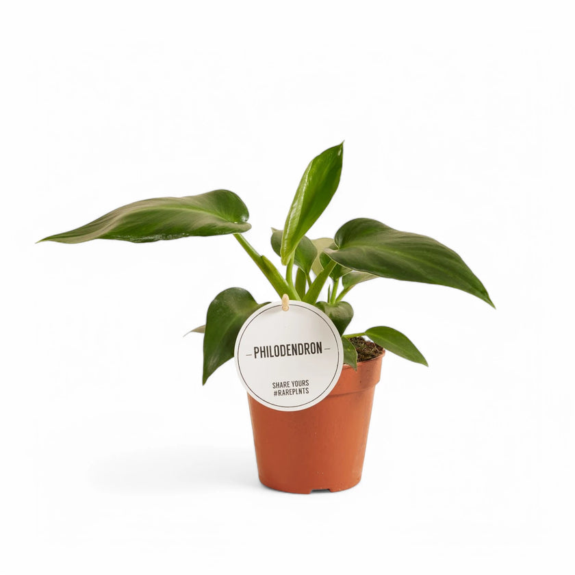 Philodendron rugosum aberrant form potted plant in nursery pot on white background.