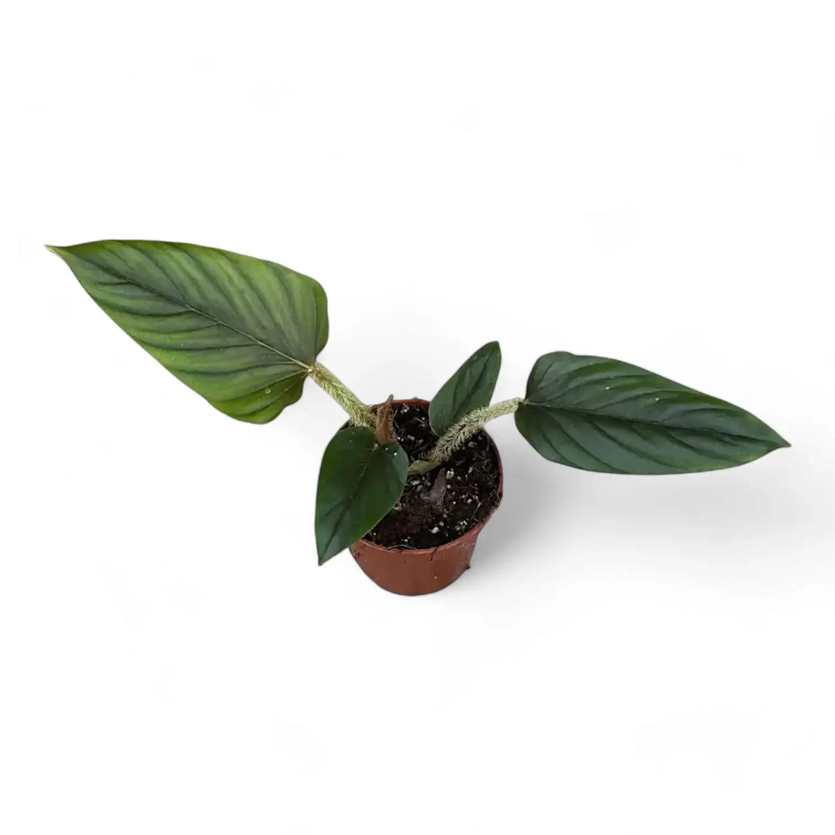 Philodendron serpens Zimmerpflanze im Anzuchttopf vor weißem Hintergrund, Produktfoto 5.