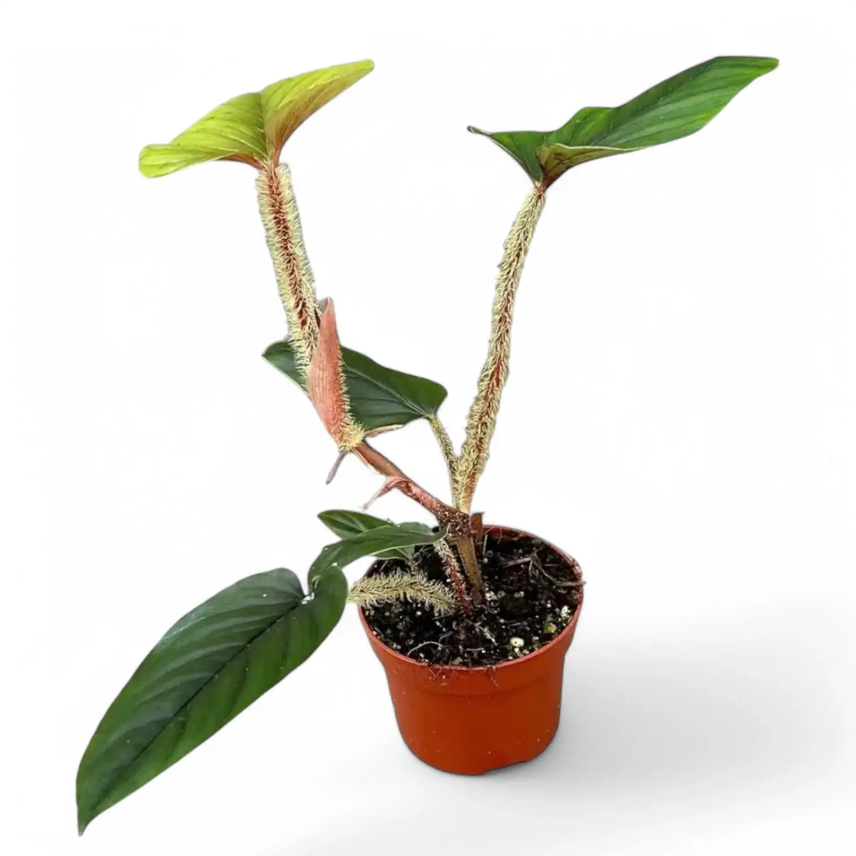Philodendron serpens Zimmerpflanze im Anzuchttopf vor weißem Hintergrund, Produktfoto 7.