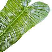 Philodendron sharoniae close-up of leaf on white background.