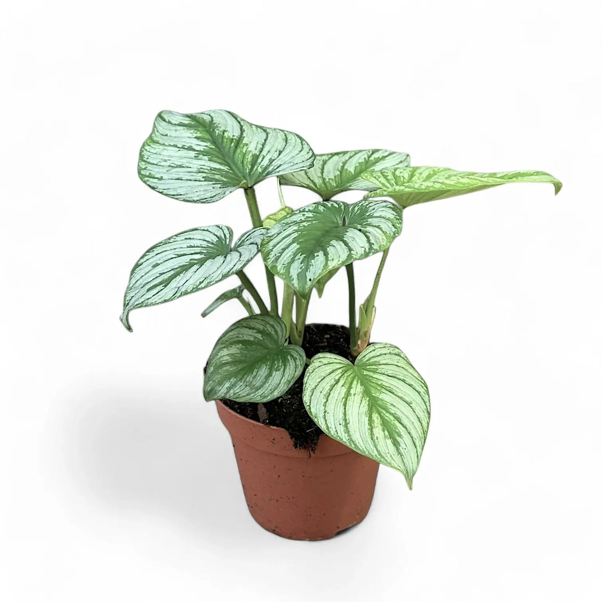 Philodendron 'Silver cloud' potted plant in nursery pot on white background.