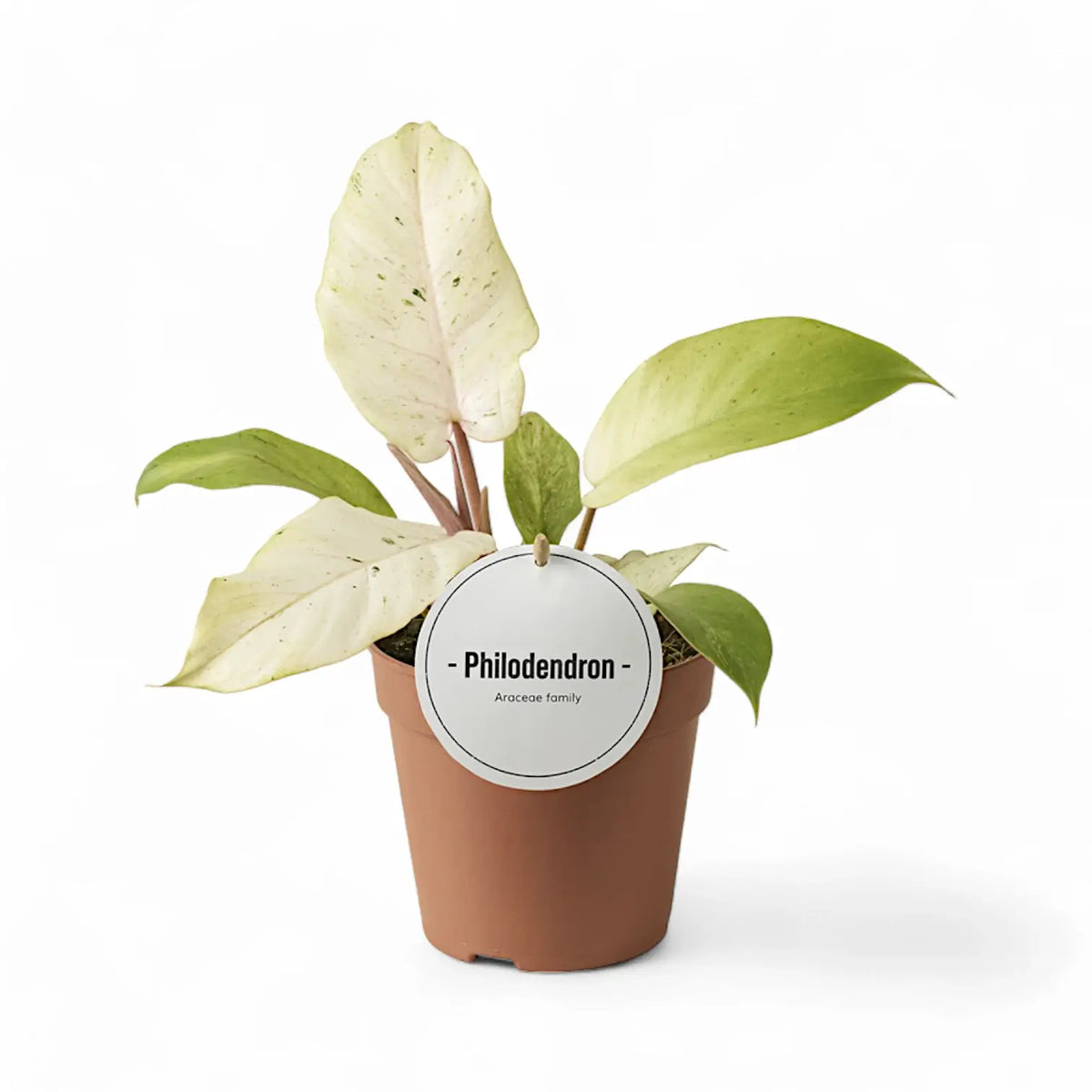 Philodendron 'Snowdrift' potted plant in nursery pot on white background.