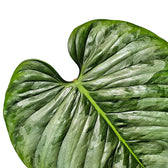 Philodendron sodiroi leaf detail on white background.