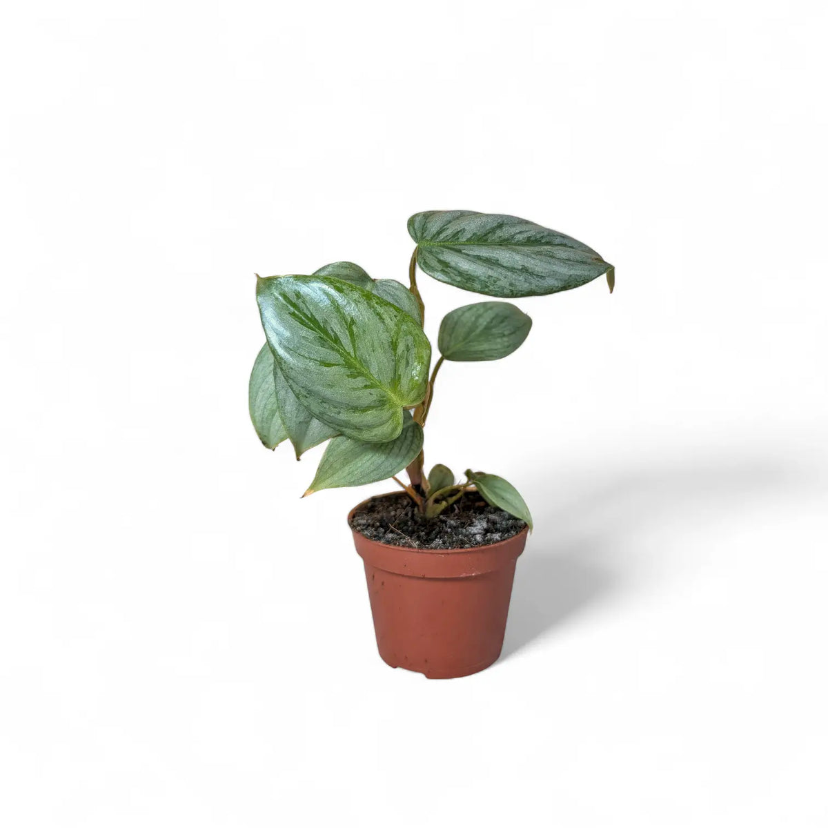 Philodendron sodiroi potted plant in nursery pot on white background.