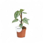 Philodendron sodiroi potted plant in nursery pot on white background.