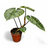 Philodendron sodiroi potted plant in nursery pot on white background.