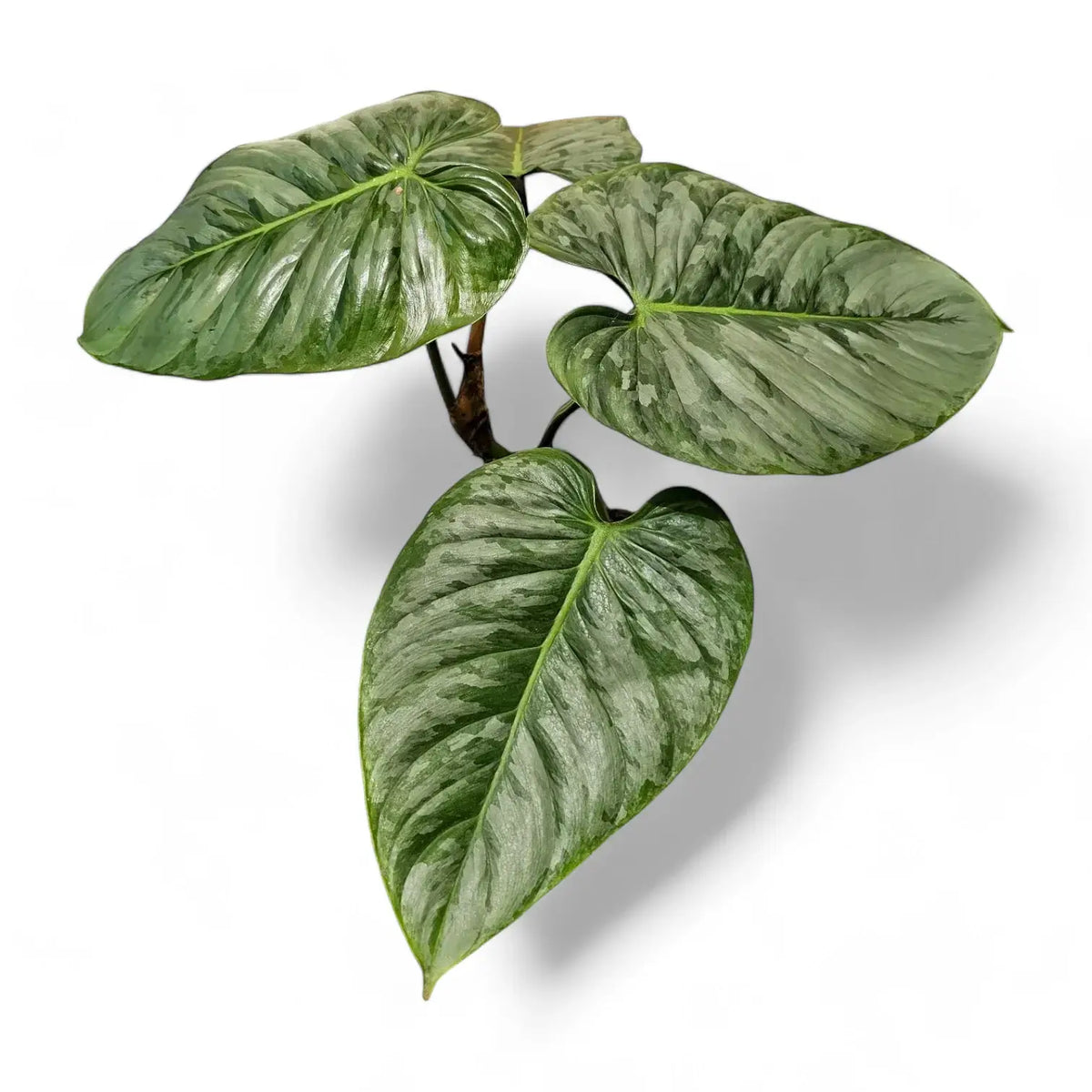Philodendron sodiroi potted plant in nursery pot on white background.