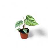 Philodendron sp. Colombia – Topfpflanze im Kulturtopf vor weißem Hintergrund, Produktfoto 3.