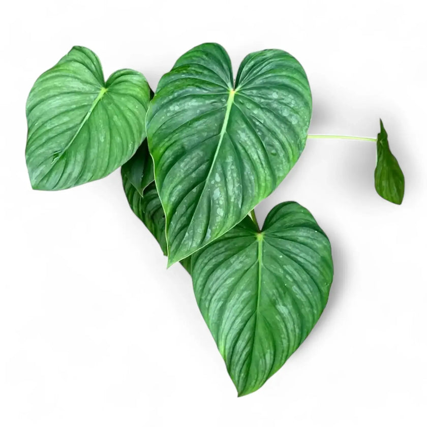 Philodendron sp 'peltatum' ('pastazanum silver') potted plant in nursery pot on white background.