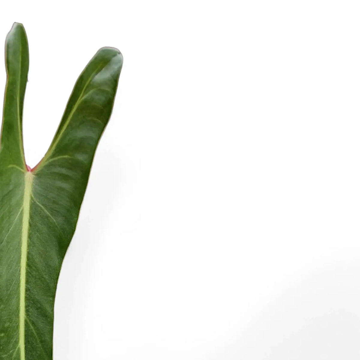 Philodendron spiritus-sancti leaf detail on white background.