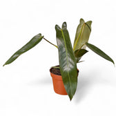 Philodendron spiritus-sancti potted plant in nursery pot on white background.