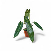 Philodendron spiritus-sancti potted plant in nursery pot on white background.