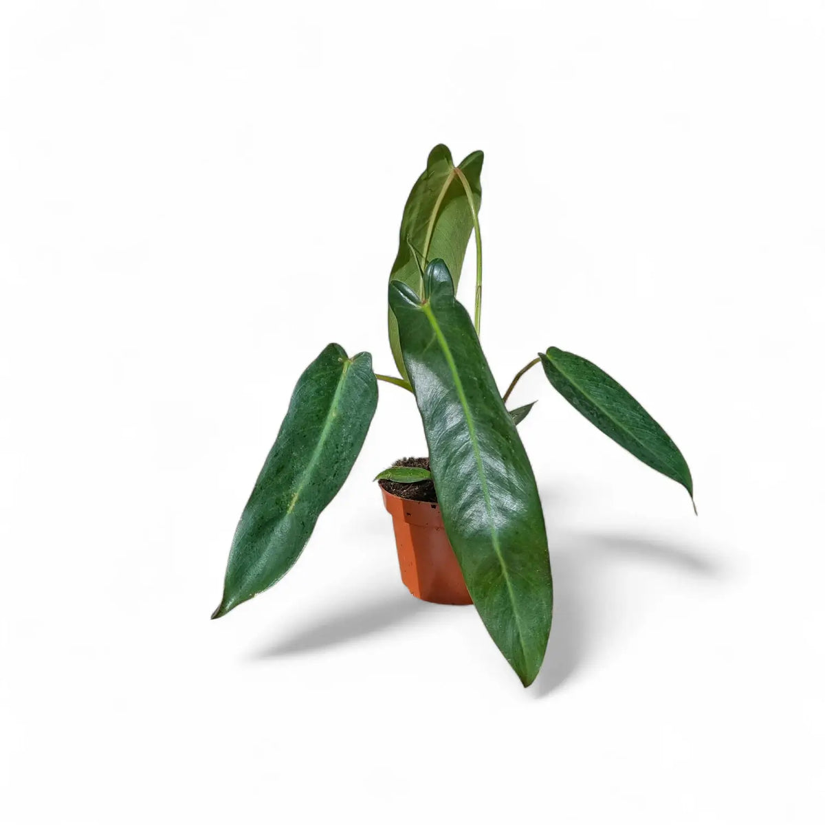 Philodendron spiritus-sancti potted plant in nursery pot on white background.