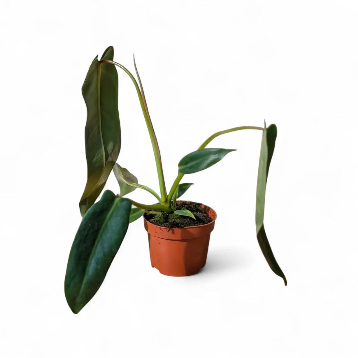 Philodendron spiritus-sancti potted plant in nursery pot on white background.