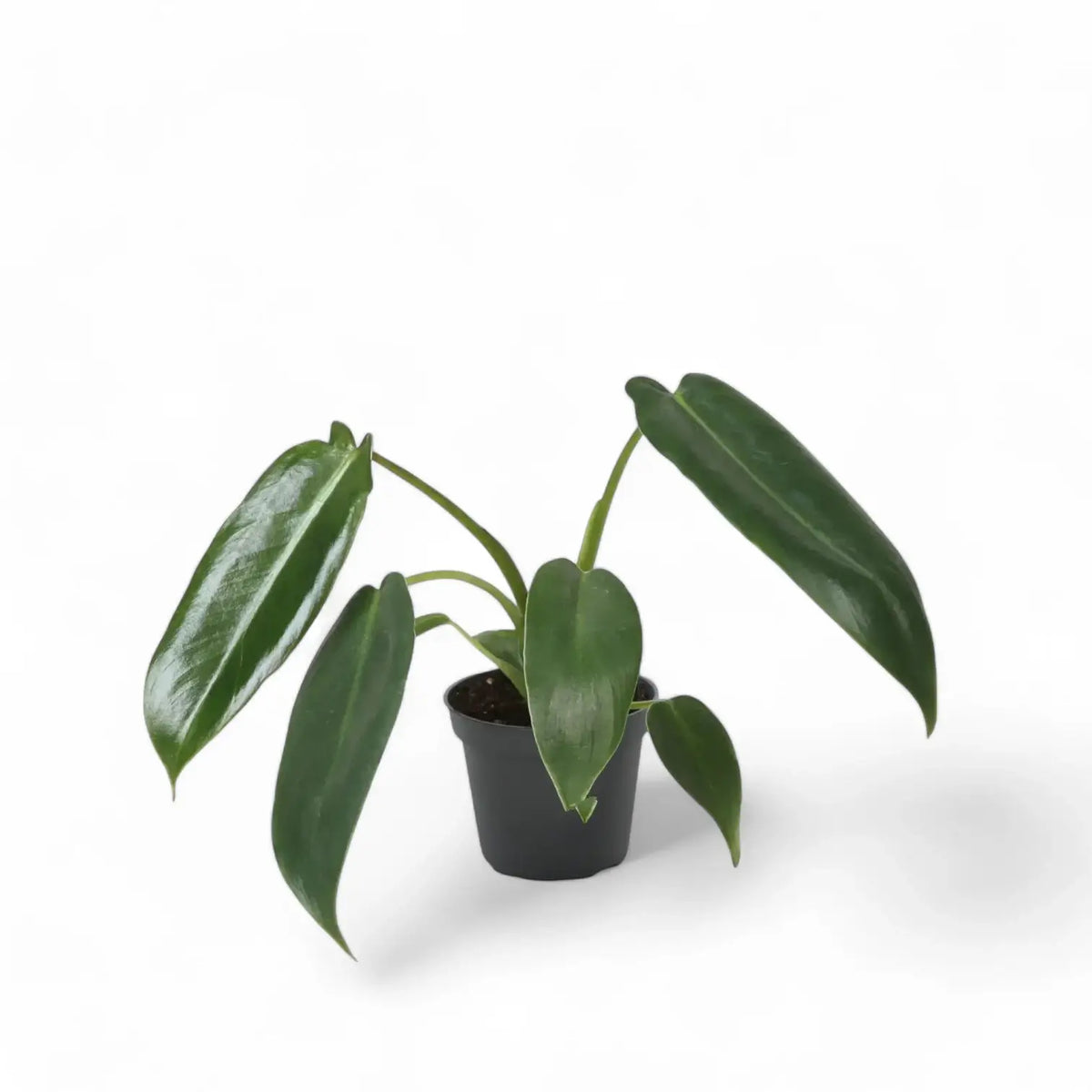 Philodendron spiritus-sancti potted plant in nursery pot on white background.