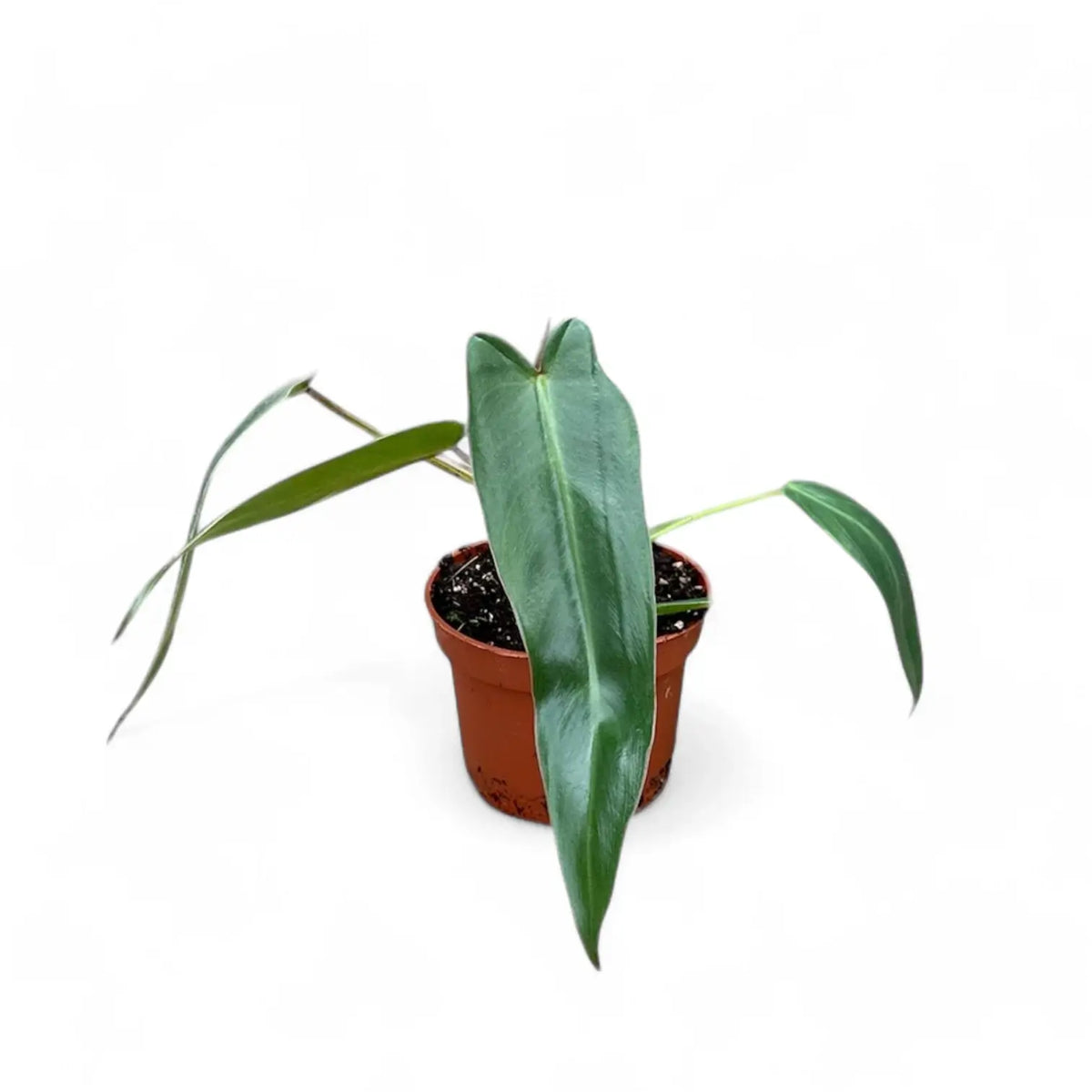 Philodendron spiritus-sancti potted plant in nursery pot on white background.