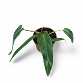 Philodendron spiritus-sancti potted plant in nursery pot on white background.