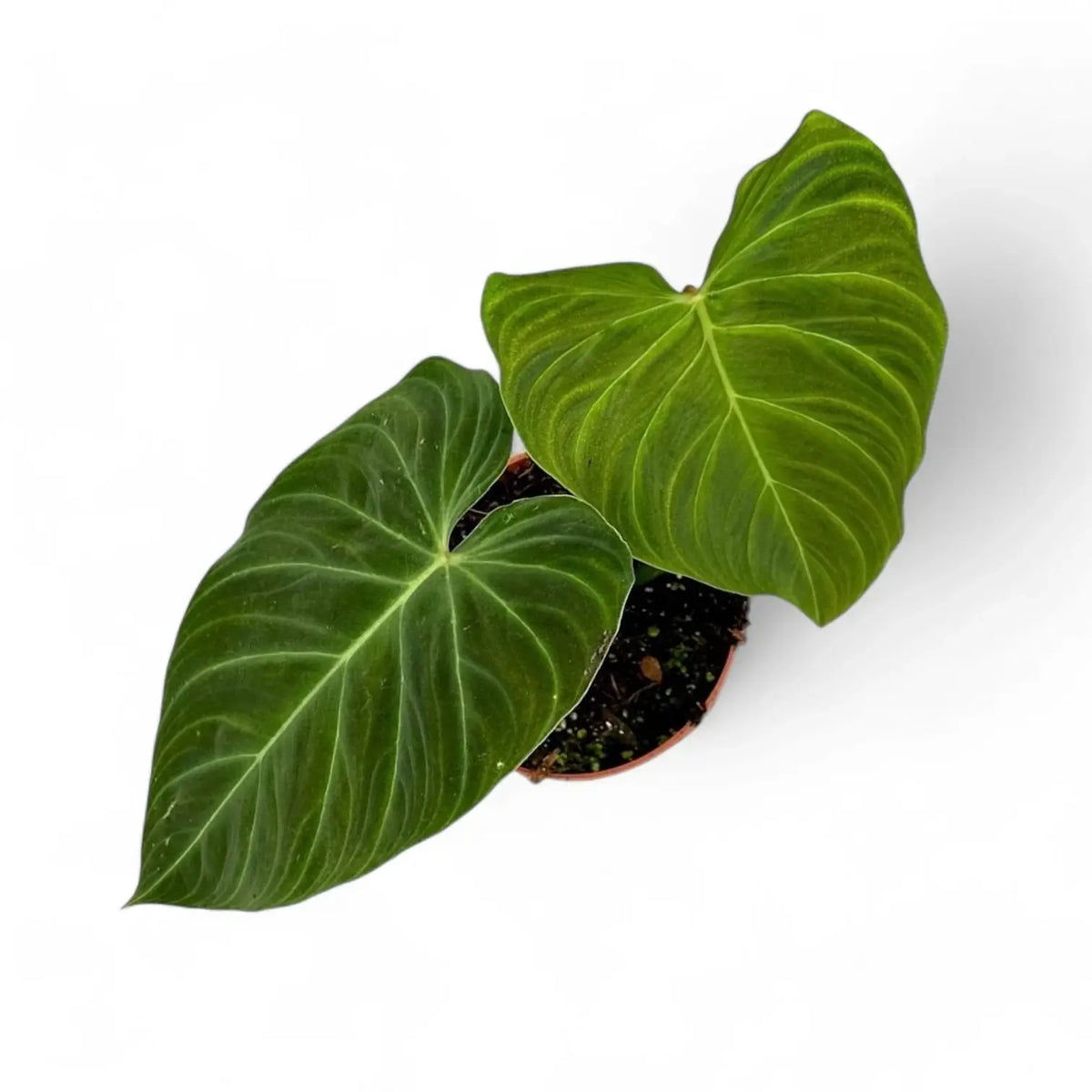 Philodendron 'Splendid' (verrucosum x melanochrysum) potted plant in nursery pot on white background.