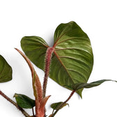 Blätter und borstig behaarte rotbraune Blattstiele von Philodendron squamicaule vor weißem Hintergrund