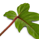 Nahaufnahme von Philodendron squamiferum mit grünen Blättern und roten, borstig behaarten Blattstielen.