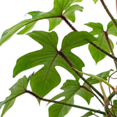 Nahaufnahme von Philodendron squamiferum mit grünen Blättern und roten, borstig behaarten Blattstielen.