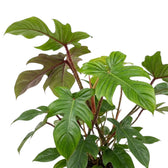Nahaufnahme von Philodendron squamiferum mit grünen Blättern und roten, borstig behaarten Blattstielen.