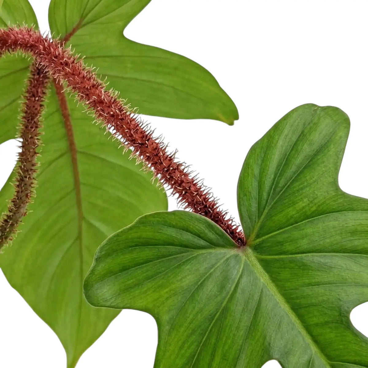 Nahaufnahme von Philodendron squamiferum mit grünen Blättern und roten, borstig behaarten Blattstielen.