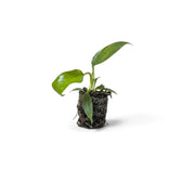 Kleine Jungpflanze von Philodendron squamiferum mit grünen Blättern und roten, borstig behaarten Blattstielen im Kulturtopf.