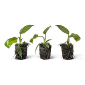 Kleine Jungpflanze von Philodendron squamiferum mit grünen Blättern und roten, borstig behaarten Blattstielen im Kulturtopf.