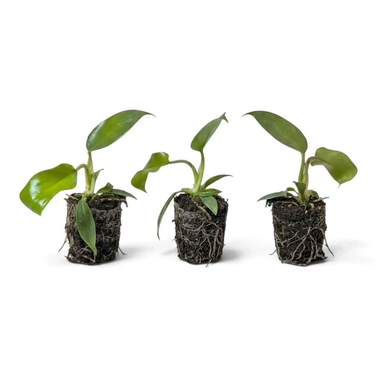 Kleine Jungpflanze von Philodendron squamiferum mit grünen Blättern und roten, borstig behaarten Blattstielen im Kulturtopf.
