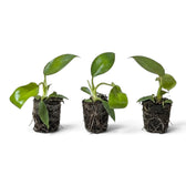 Kleine Jungpflanze von Philodendron squamiferum mit grünen Blättern und roten, borstig behaarten Blattstielen im Kulturtopf.