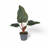 Philodendron squamiferum x serpens potted plant in nursery pot on white background.