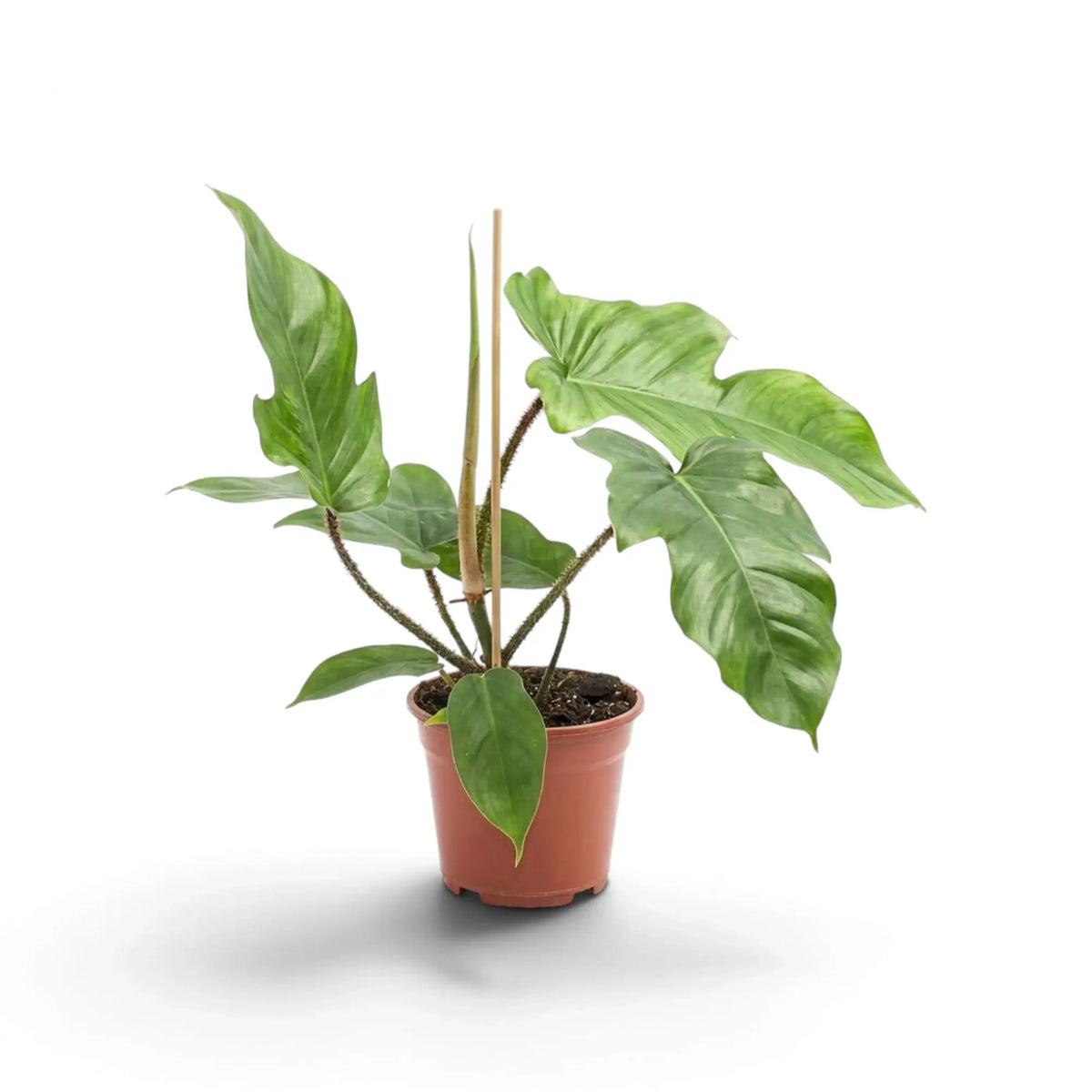 Philodendron squamiferum mit grünem Laub und auffälligen roten, borstig behaarten Blattstielen im Kulturtopf.