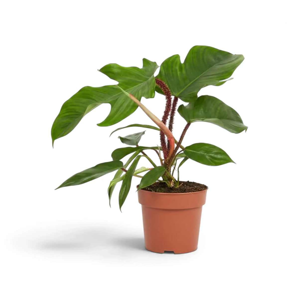 Philodendron squamiferum mit grünem Laub und auffälligen roten, borstig behaarten Blattstielen im Kulturtopf.