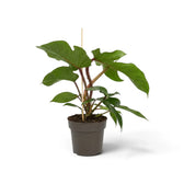 Philodendron squamiferum mit grünem Laub und auffälligen roten, borstig behaarten Blattstielen im Kulturtopf.