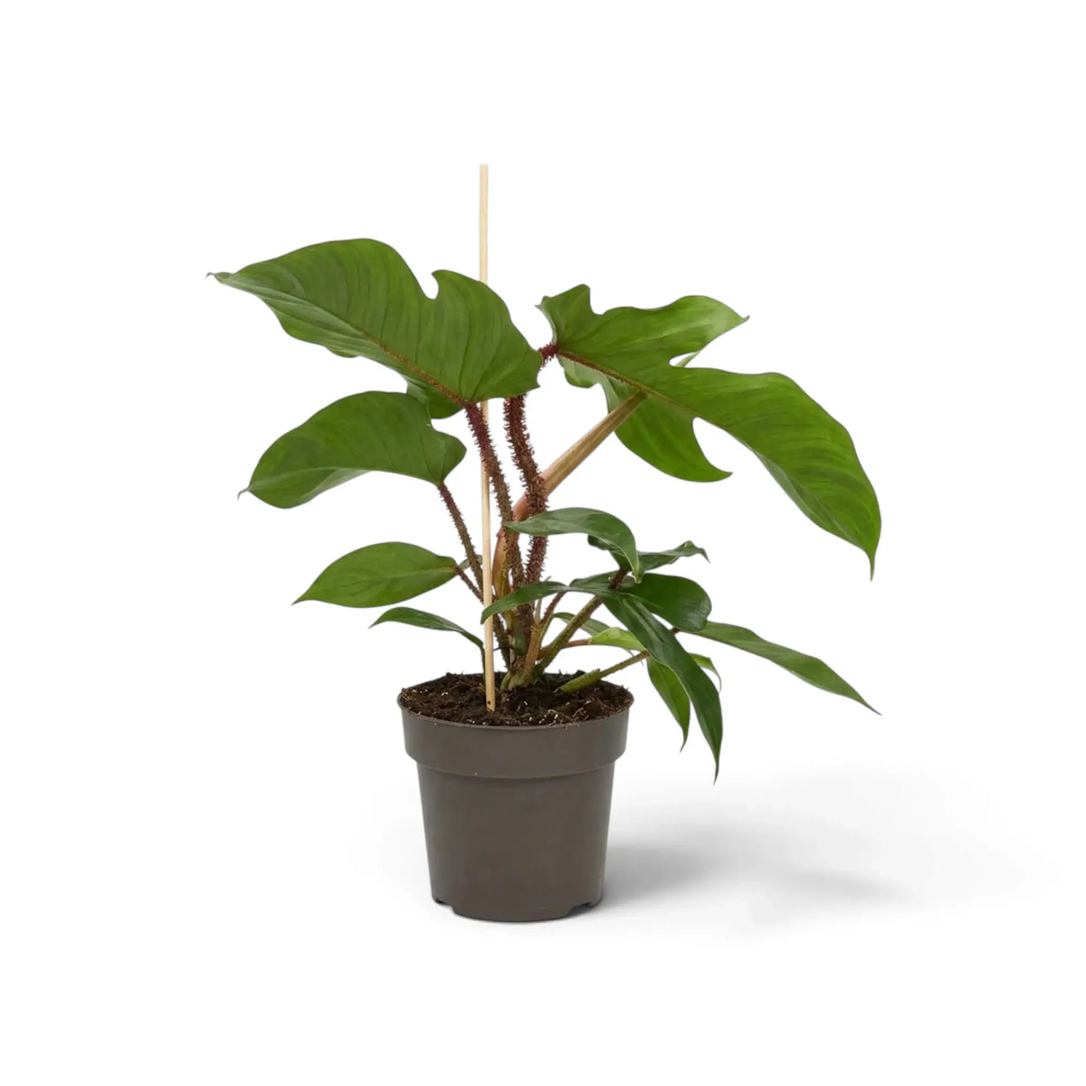 Philodendron squamiferum mit grünem Laub und auffälligen roten, borstig behaarten Blattstielen im Kulturtopf.