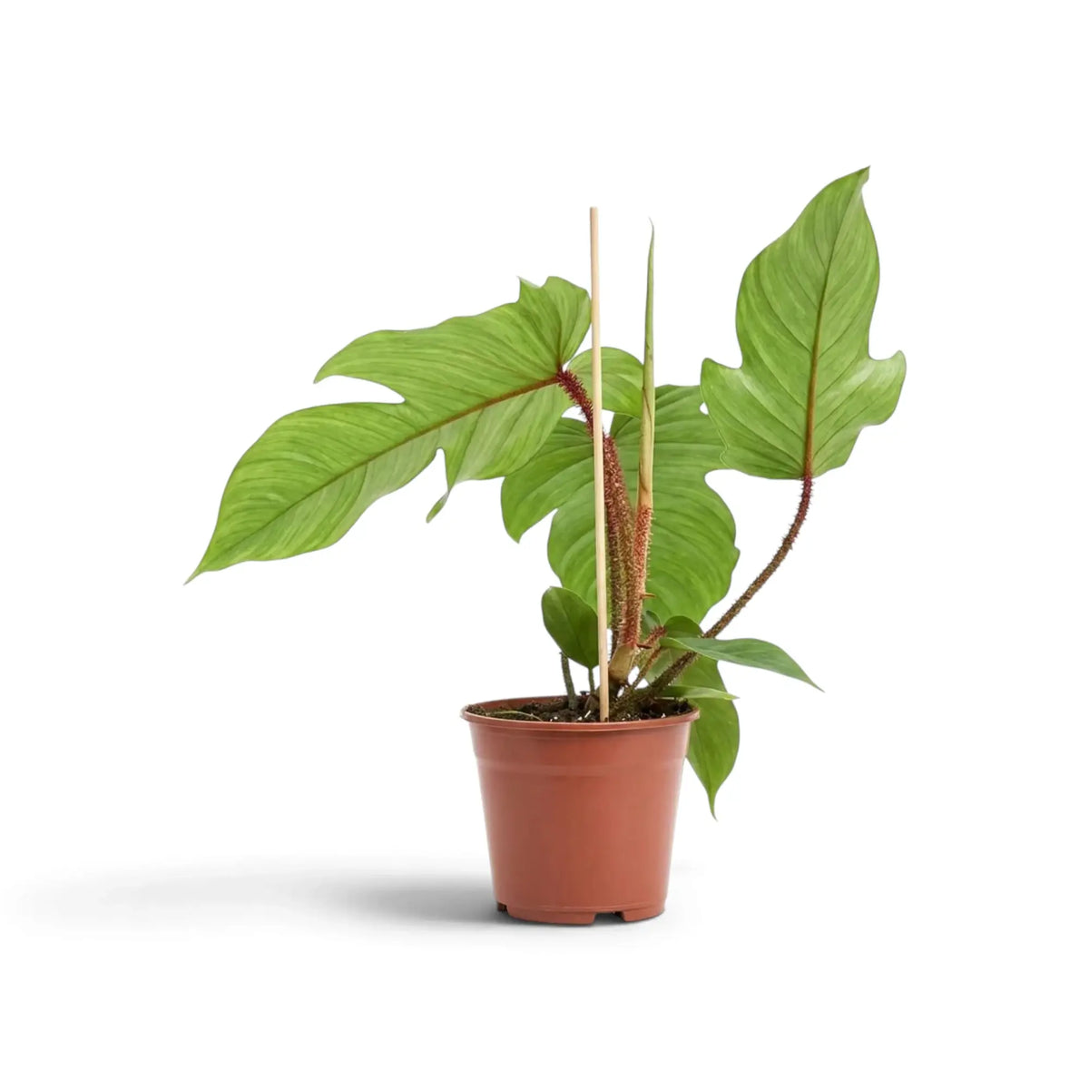 Philodendron squamiferum mit grünem Laub und auffälligen roten, borstig behaarten Blattstielen im Kulturtopf.
