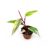 Philodendron 'Strawberry shake' ('Red Emerald' variegata) potted plant in nursery pot on white background.