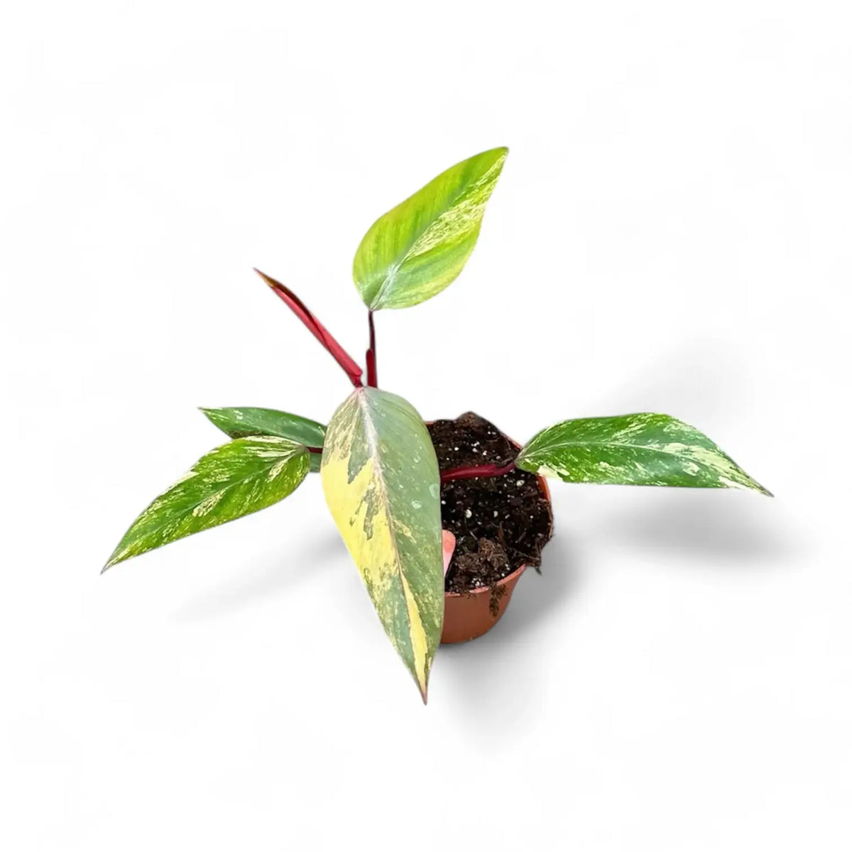 Philodendron 'Strawberry shake' ('Red Emerald' variegata) potted plant in nursery pot on white background.